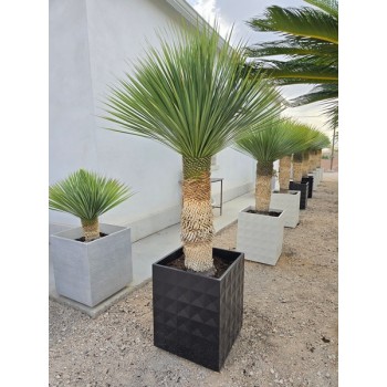 Yucca rostrata ejemplar maceta Ceramik